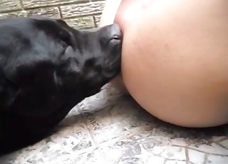 Black dog eating his succulent asshole