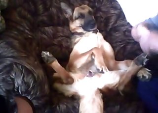 Dog's juicy pussy fucked with a toy