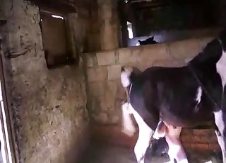 Great zoo sex video for you to watch