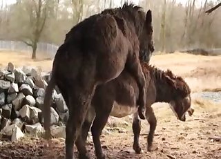 Two farm animals are enjoying bestiality