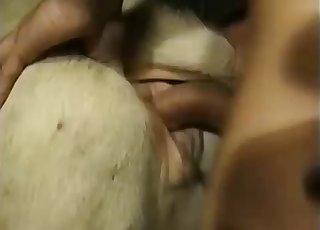 Perfect doggy style pound session with cow