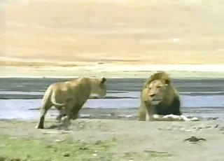 Lioness fucked nicely by horny as hell lion
