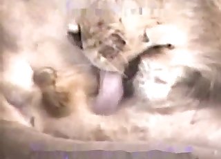 Incredible bestiality action for filthy zoophiles