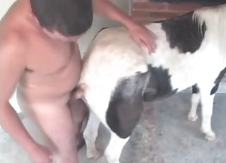 Small horse and my cock inside